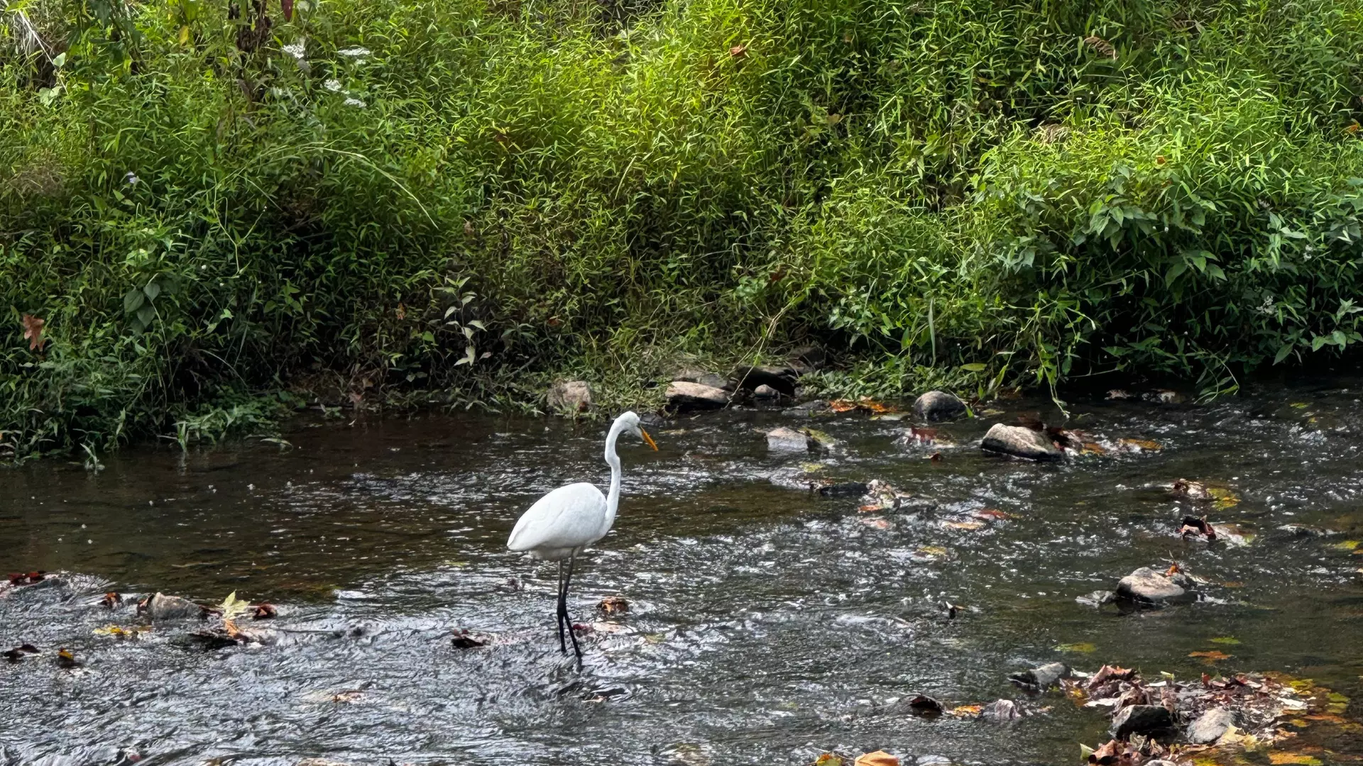 egret in Indian Creek