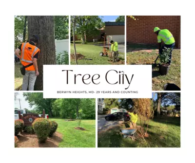 a collage of tree planting and arborist visits