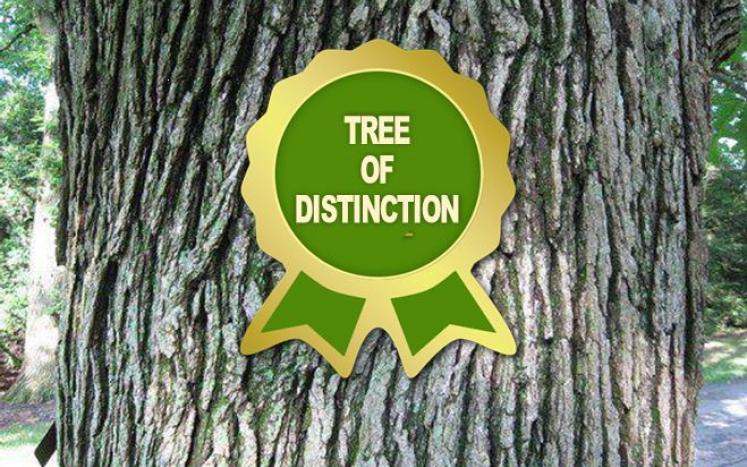 Tree of Distinction wt Ribbon